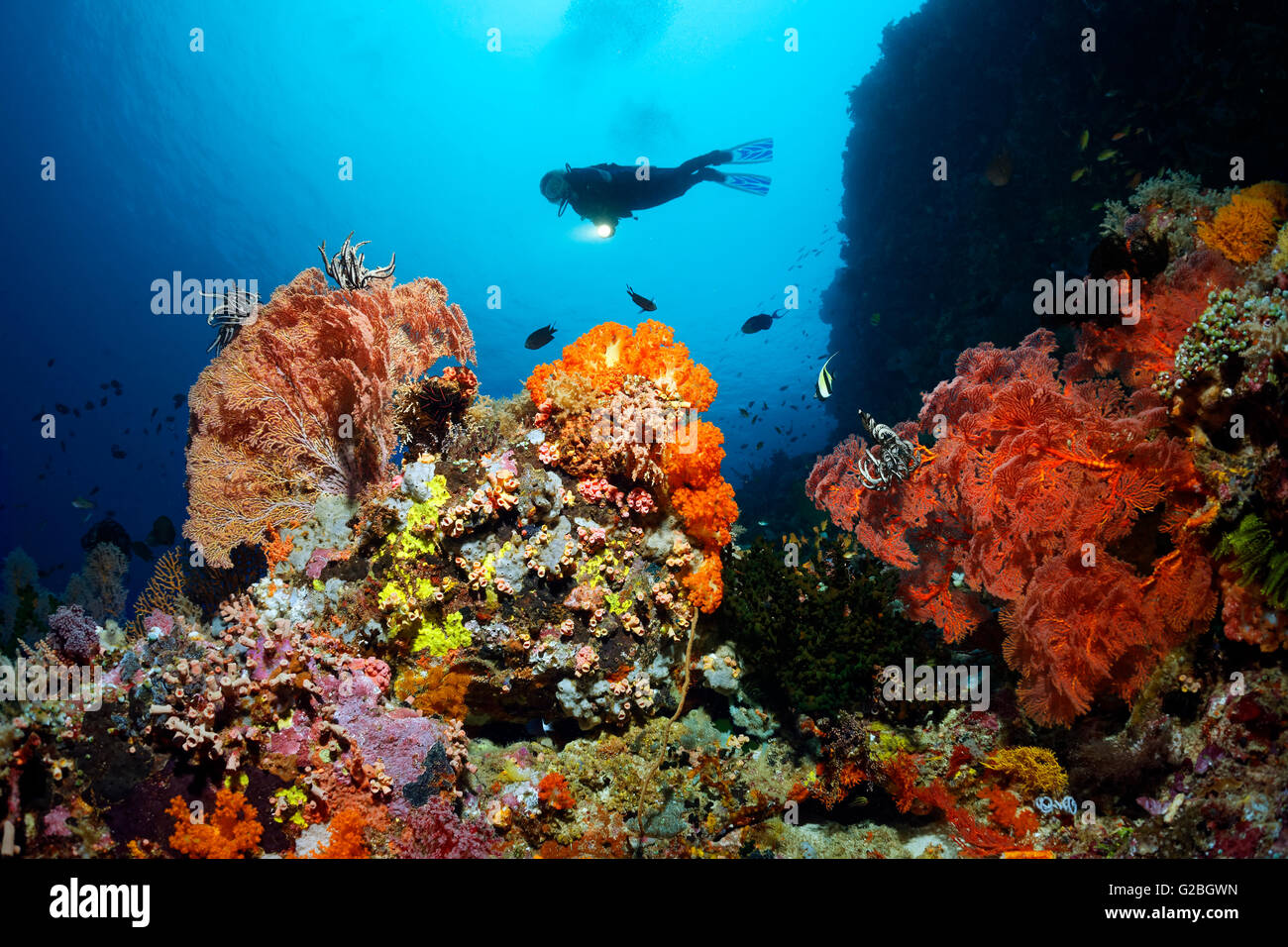 Diver near cliff, Coral reef with fish, invertebrates and corals, Great Barrier Reef, Queensland, Cairns, Pacific Ocean Stock Photo