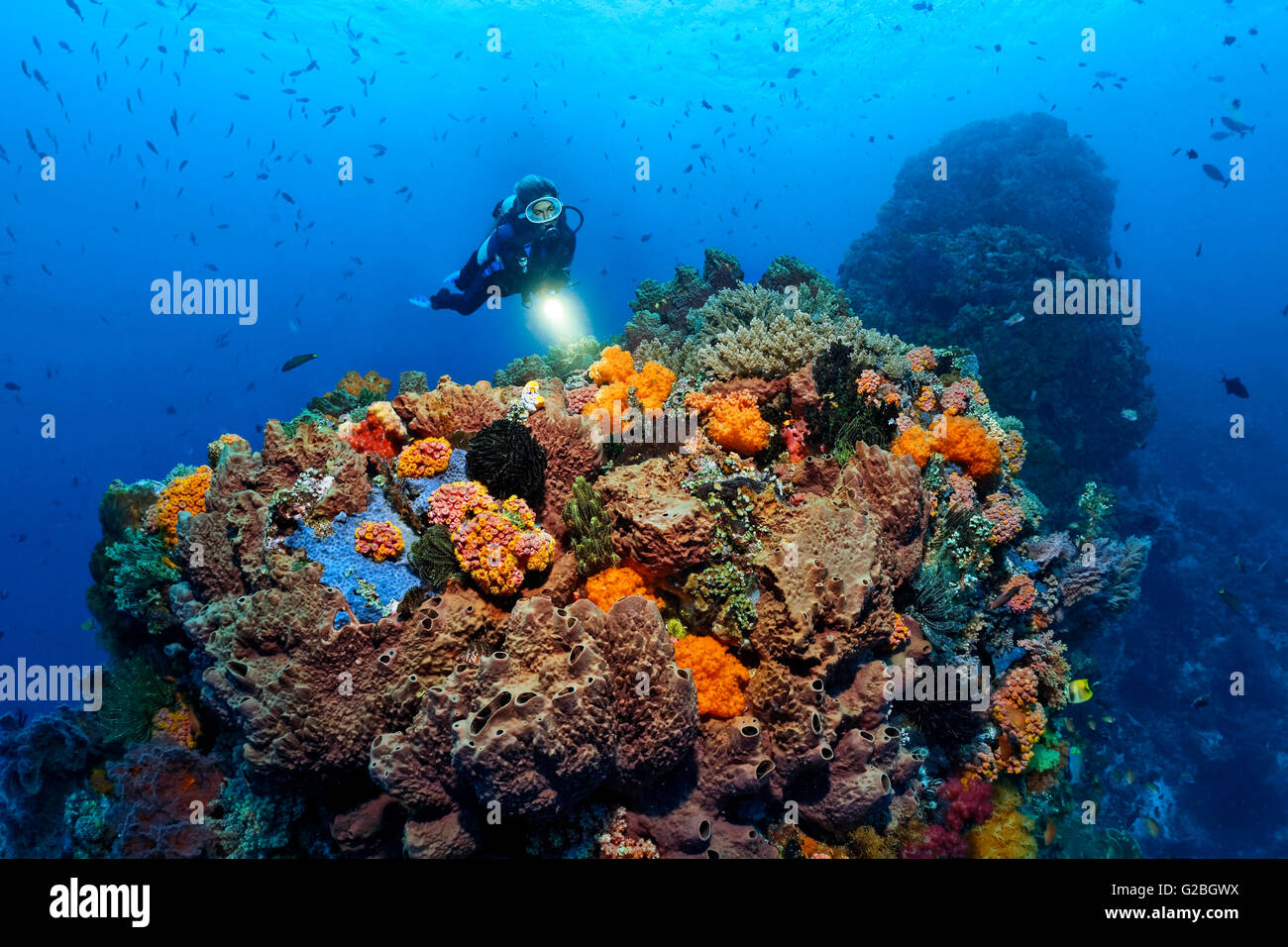 Diver views Coral colony, fish, feather star, soft coral, sponge, Great Barrier Reef, Queensland, Cairns, Pacific Ocean Stock Photo