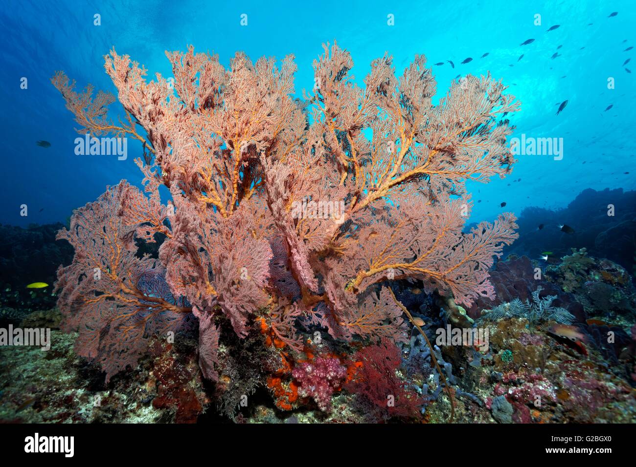Large gorgonian (Melthaea sp.), Great Barrier Reef, Queensland, Cairns, Pacific Ocean, Australia Stock Photo