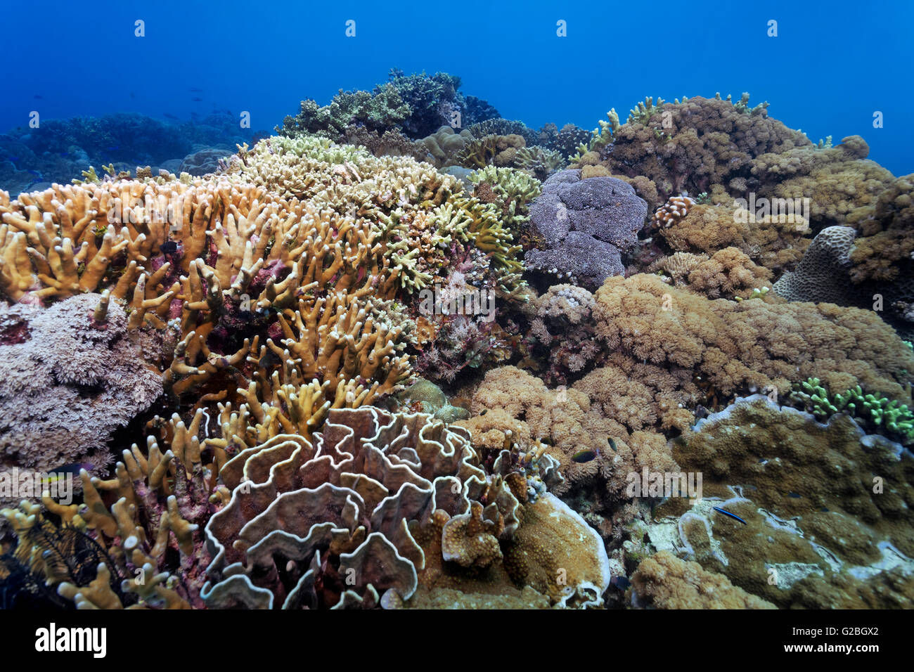 Underwater scenery, corals, various hard corals on reef, Great Barrier Reef, Queensland, Cairns, Pacific Ocean, Australia Stock Photo