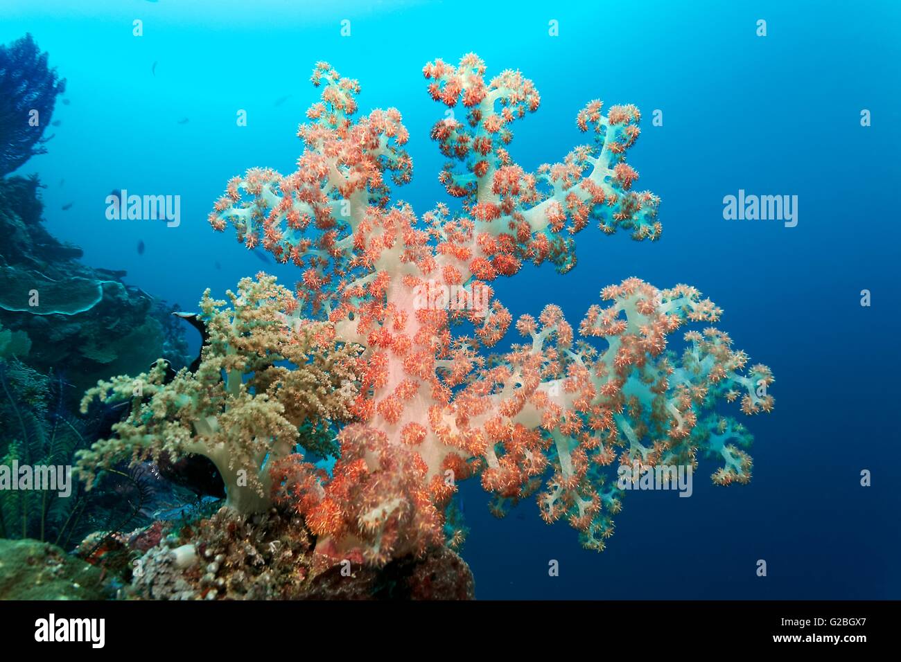 Soft corals (Dendronephthya sp.), Red and white, Great Barrier Reef, Queensland, Cairns, Pacific Ocean, Australia Stock Photo