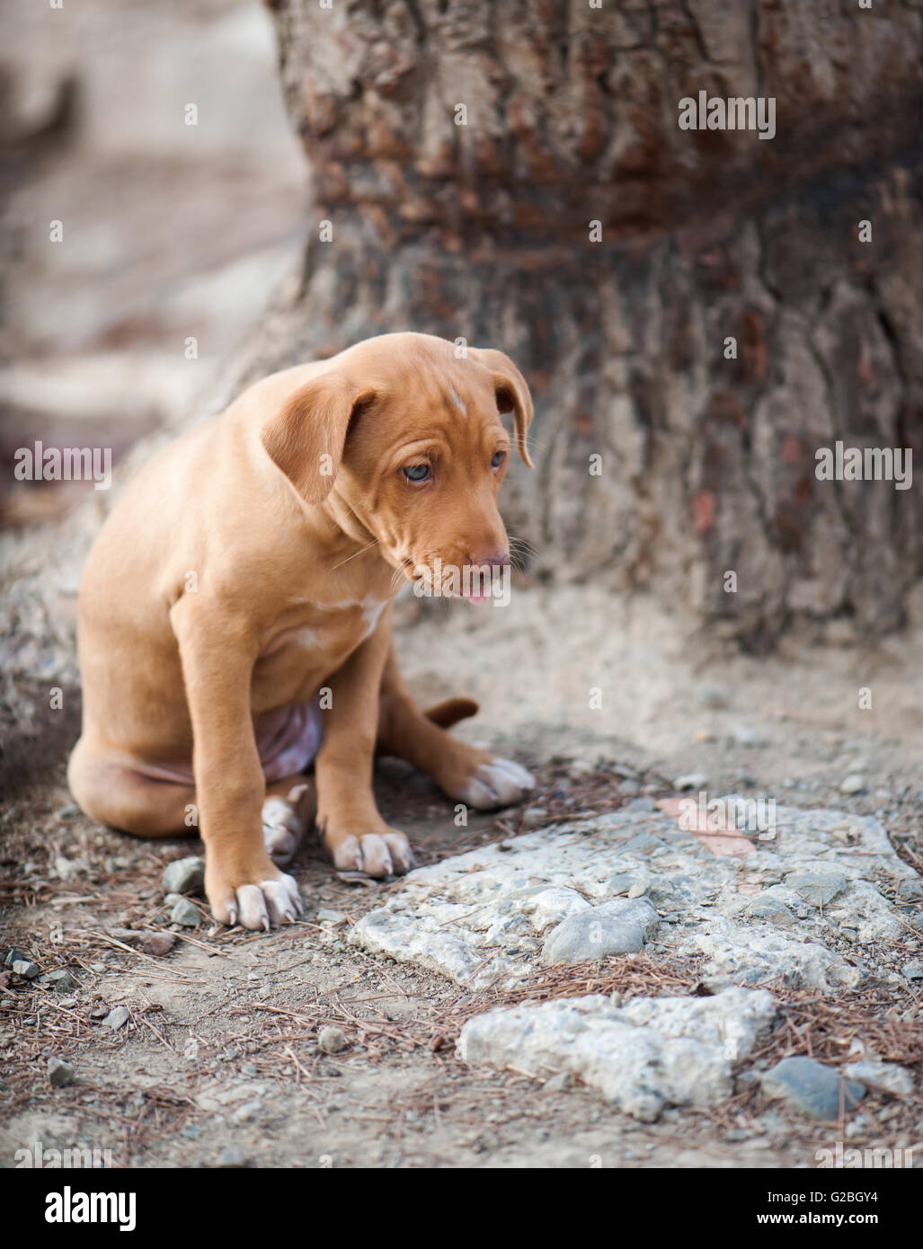 Cute puppy sitting Stock Photo