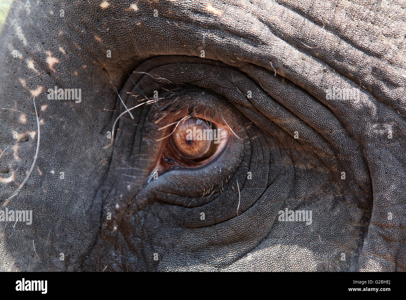 Eye of an Asian Elephant (Elephas maximus), Kappukadu Elephant