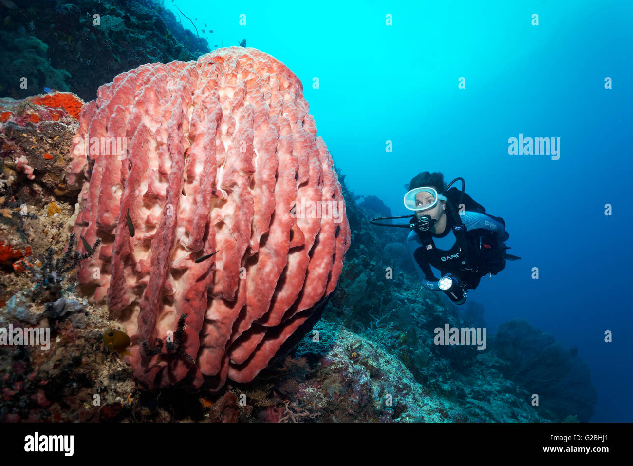 Diver viewes Riesenfasschwamm (Xestospongia muta), Great Barrier Reef, Queensland, Cairns, Pacific Ocean, Australia Stock Photo