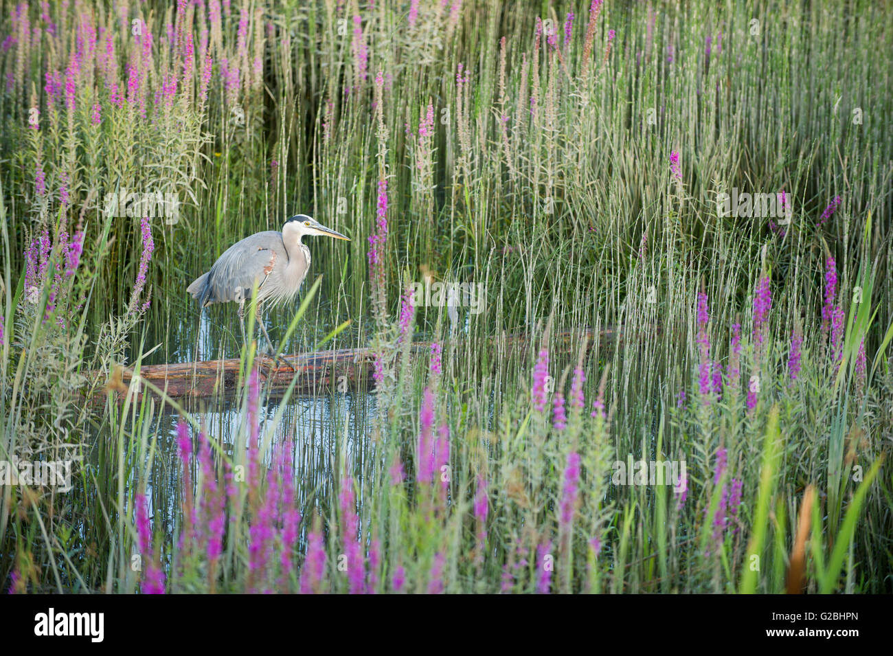 Great Blue Heron standing on a log in a estuary. Stock Photo