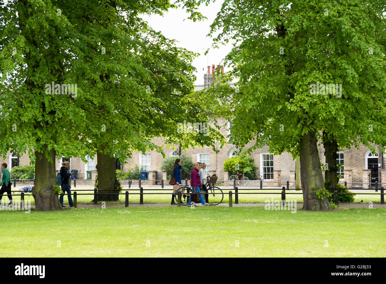 People walking on a path between trees in New Square Cambridge UK in summer Stock Photo