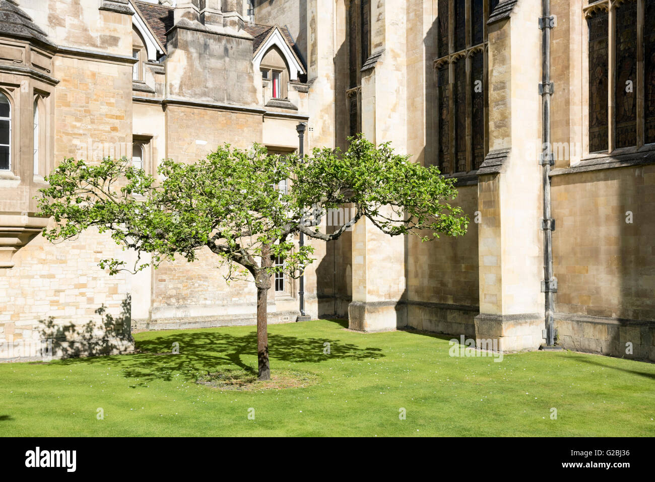 A tree in the garden with lawn at the front of Trinity College ...