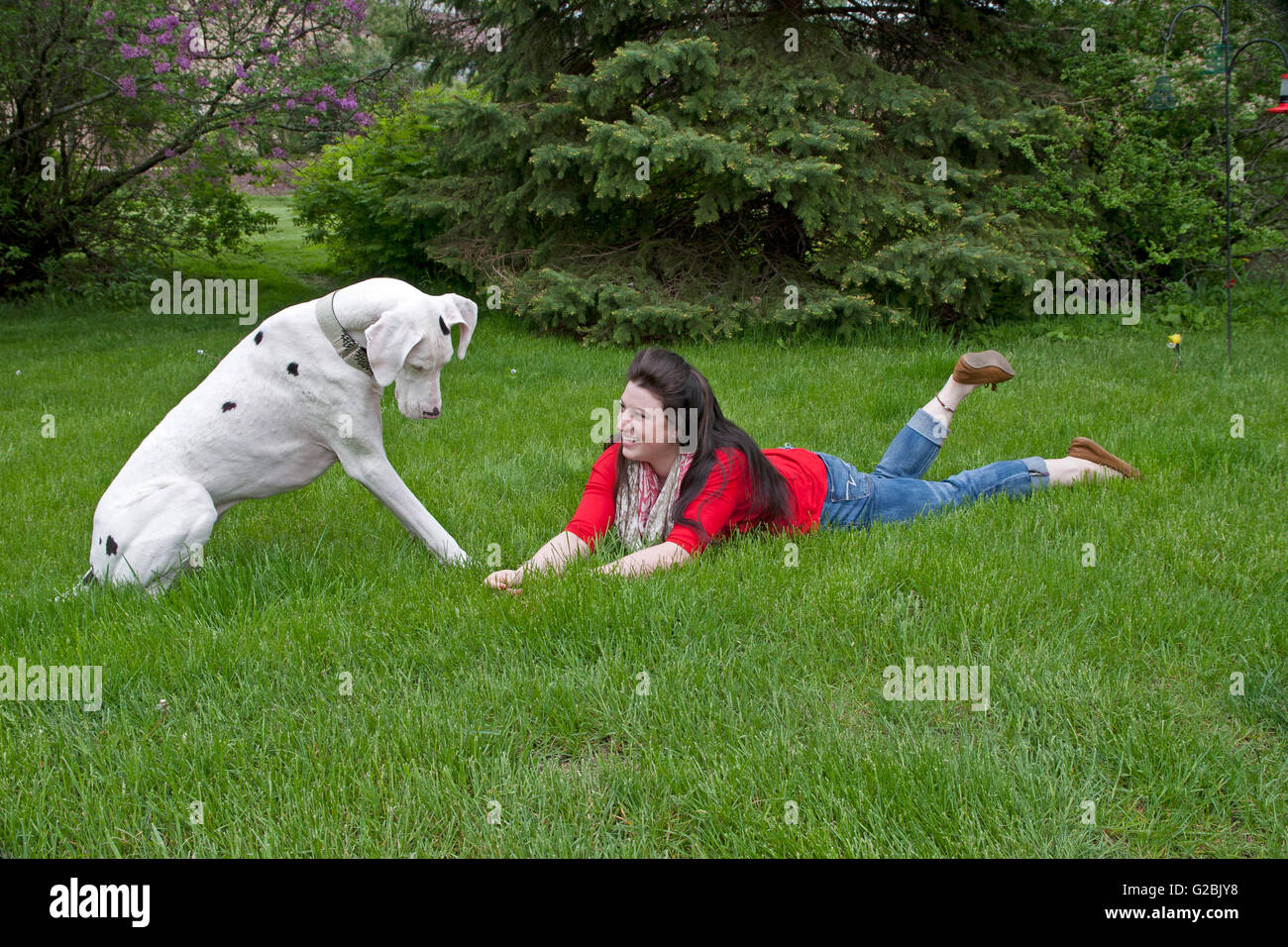 Woman in red plays with big dog Stock Photo
