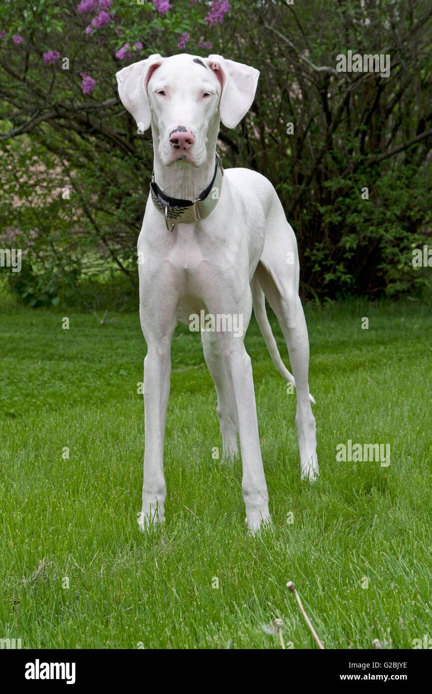 White Great Dane dog stands alertly for the camera Stock Photo