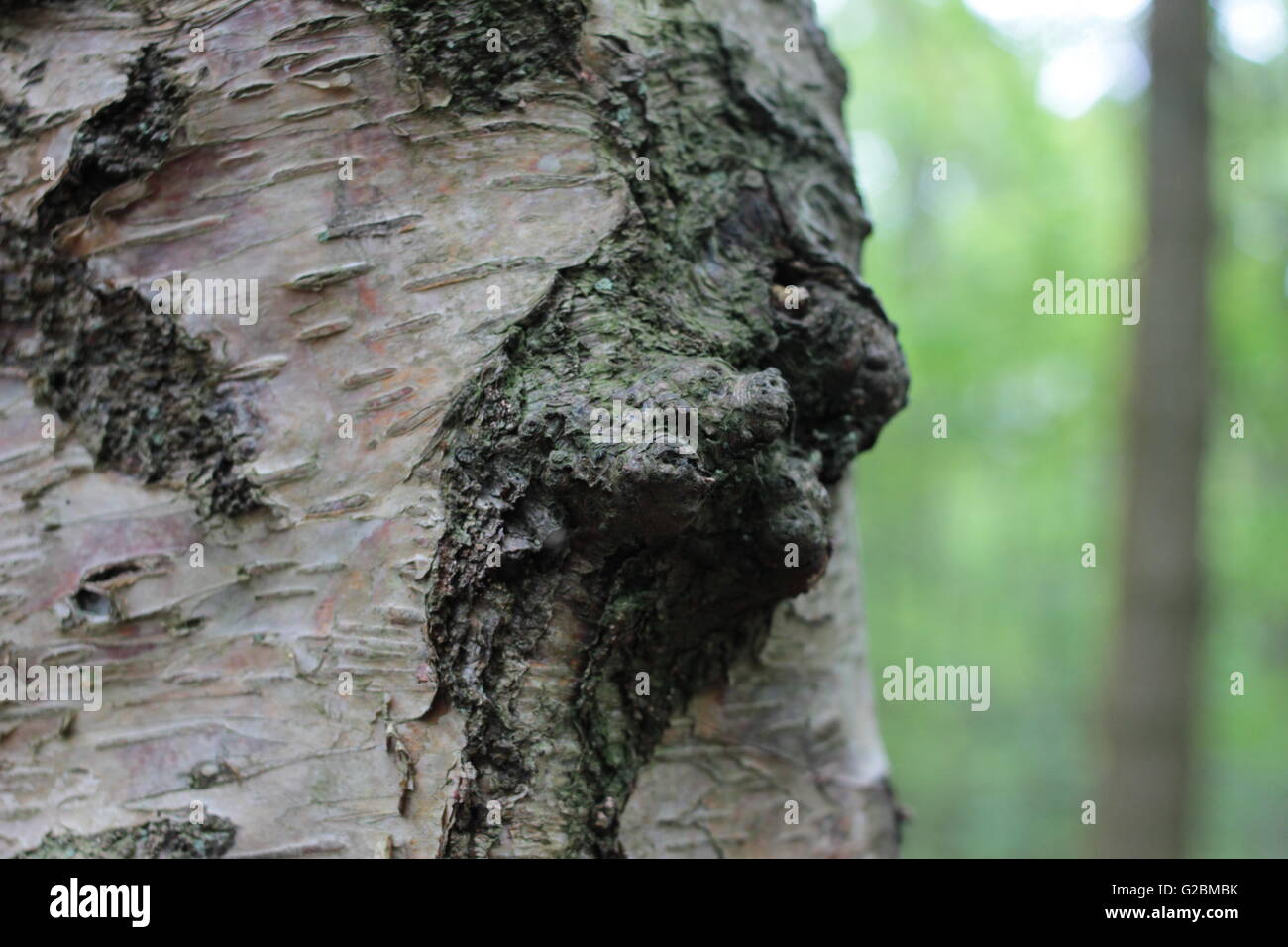 Woodland tree close-up texture and pattern bark Stock Photo