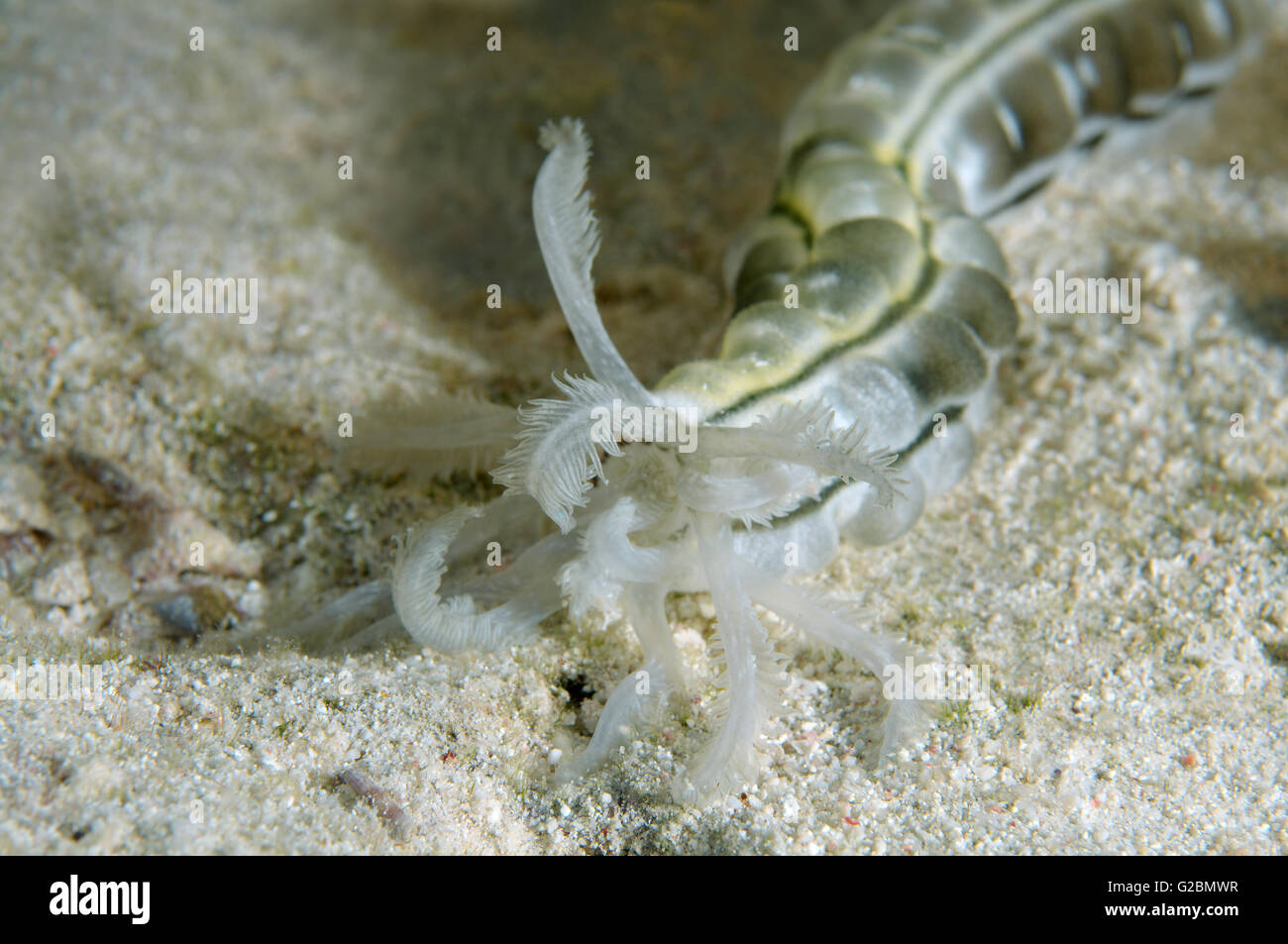 Sea Cucumber Inside Out