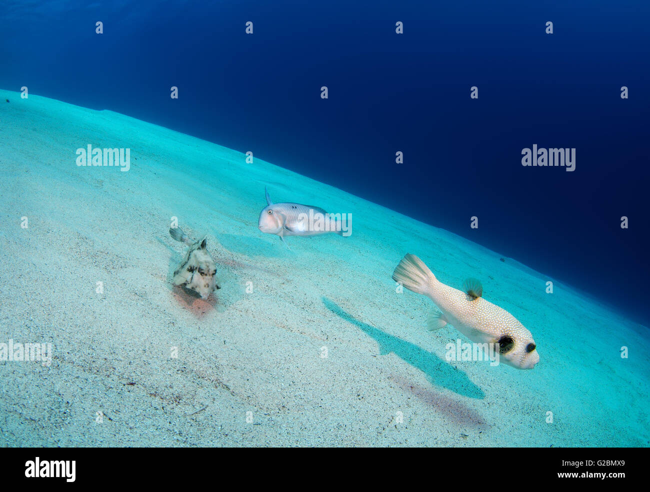 Razorfish (Xyrichtys novacula) and Humpback Turretfish (Tetrosomus gibbosus), and White-spotted puffer (Arothron hispidus) Stock Photo