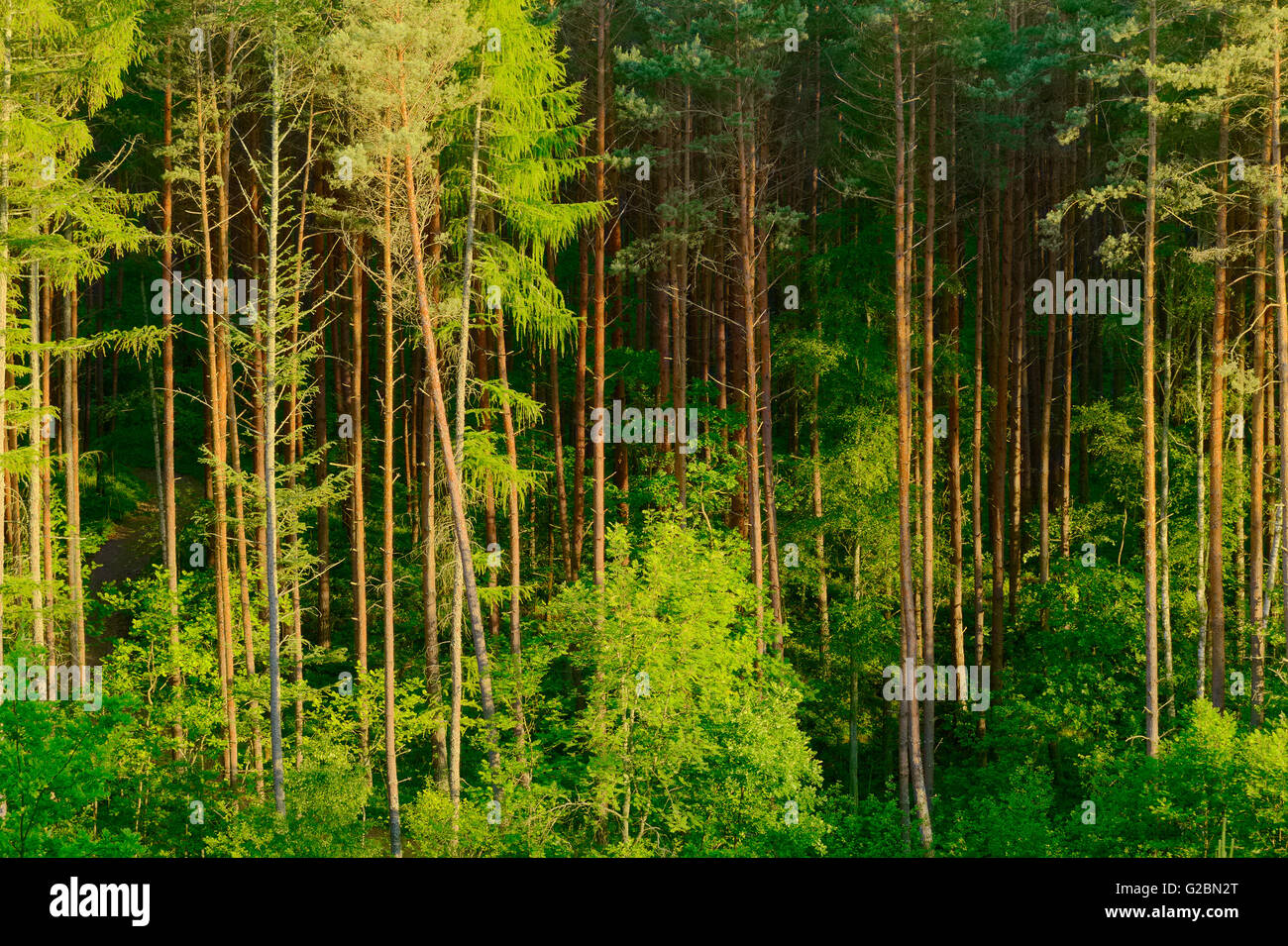 Pine tree forest growing in Pomerania, northern Poland. Stock Photo