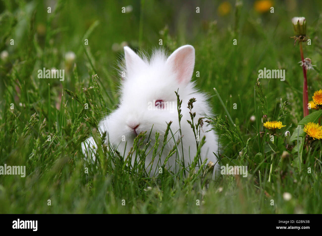 dwarf white bunny in green grass Stock Photo Alamy