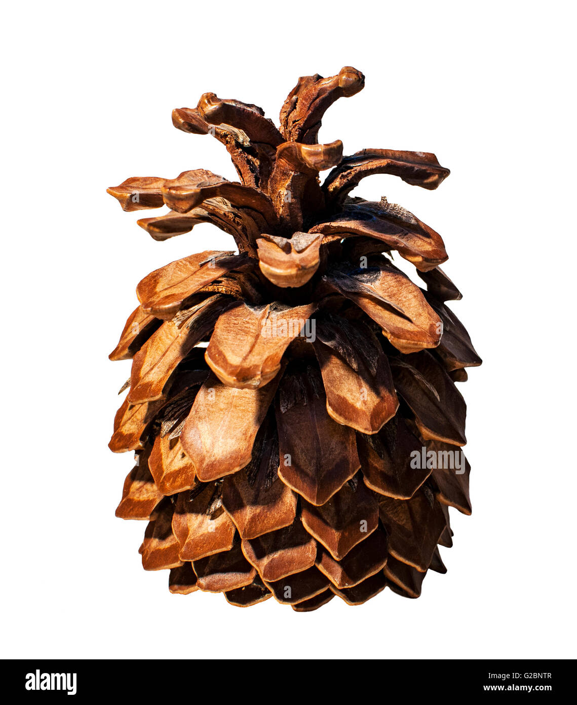 Big cone pine hi-res stock photography and images - Alamy