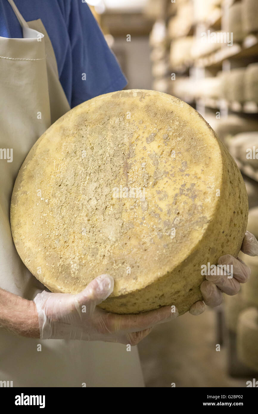https://c8.alamy.com/comp/G2BP02/a-cheese-maker-holds-a-wheel-of-cheese-in-a-cheese-cave-G2BP02.jpg