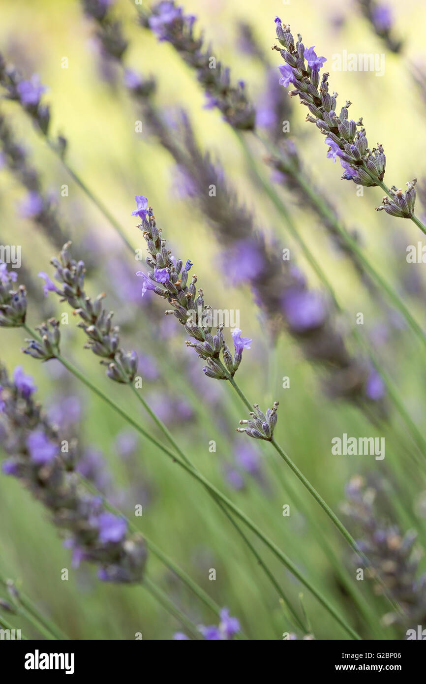 A lavender plant growing in a garden. Stock Photo