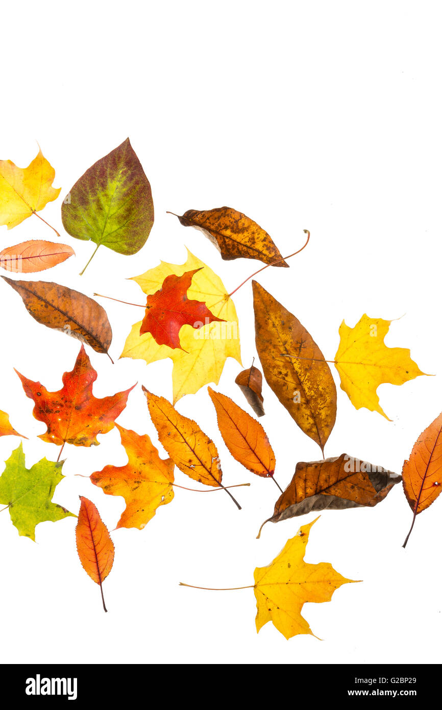 Cutout of multi-colored fall leaves scattered on a white background and room for text. Stock Photo