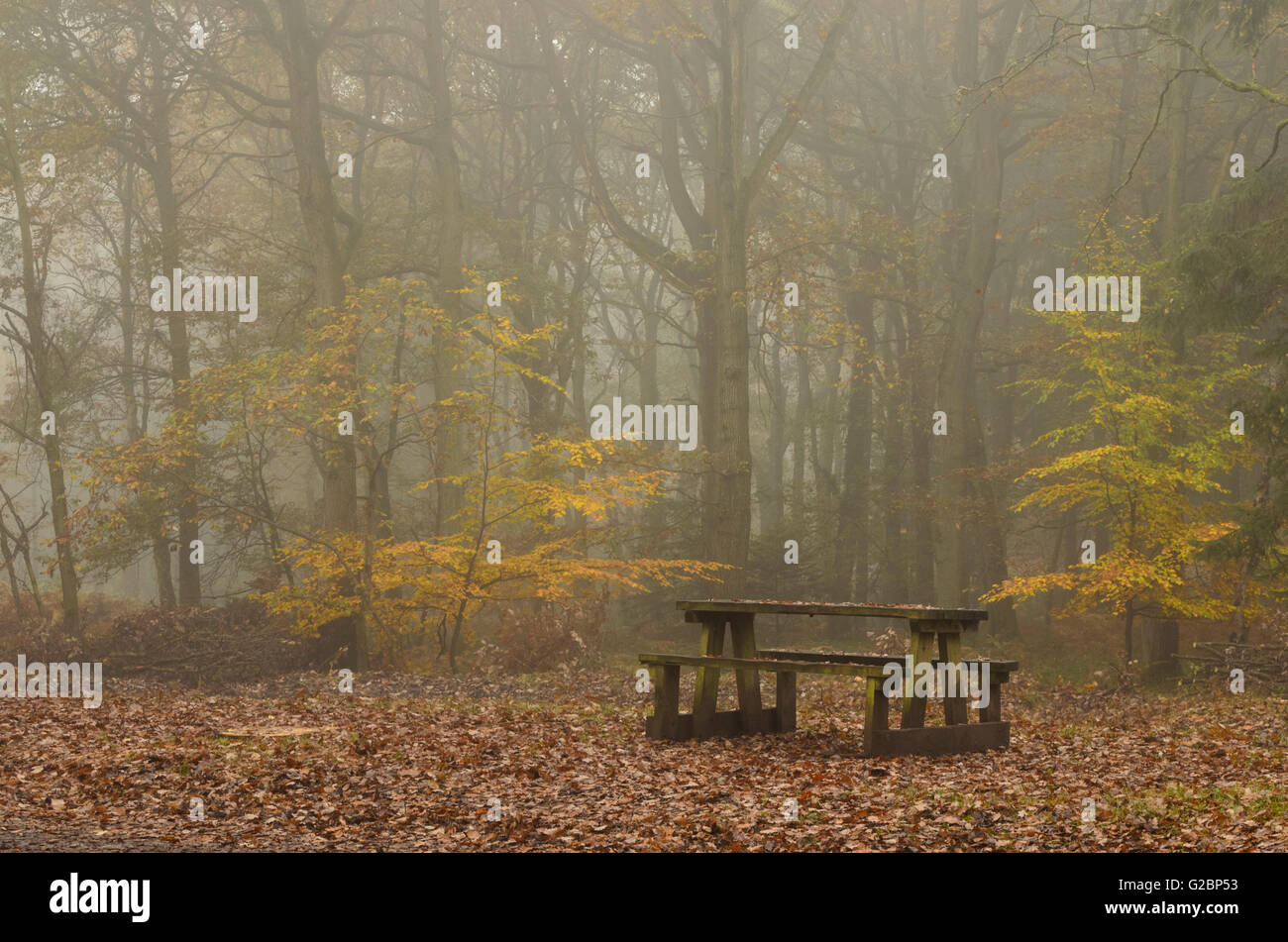Picnic Bench in Misty Forest Stock Photo