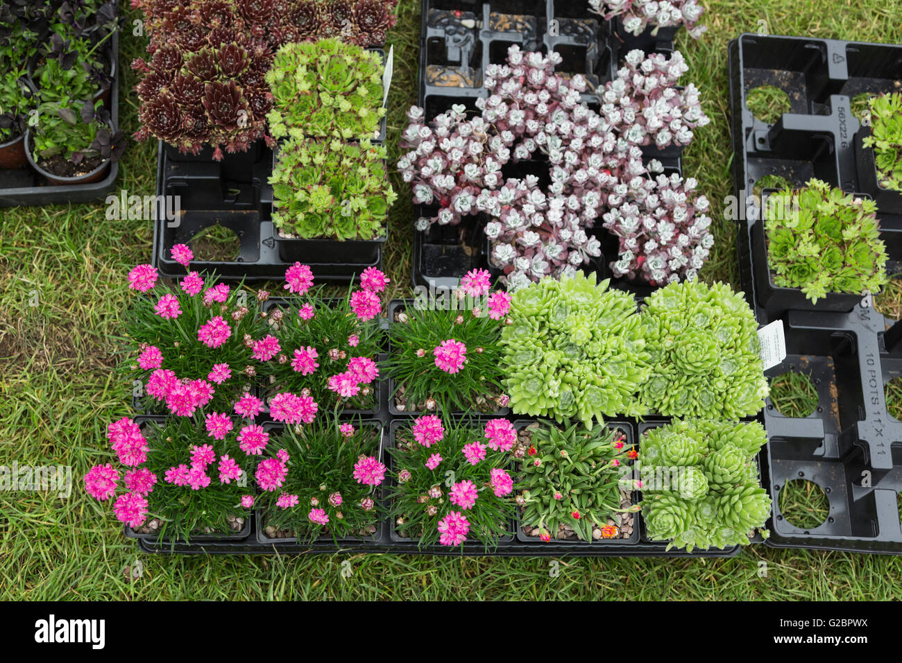Show plants hires stock photography and images Alamy