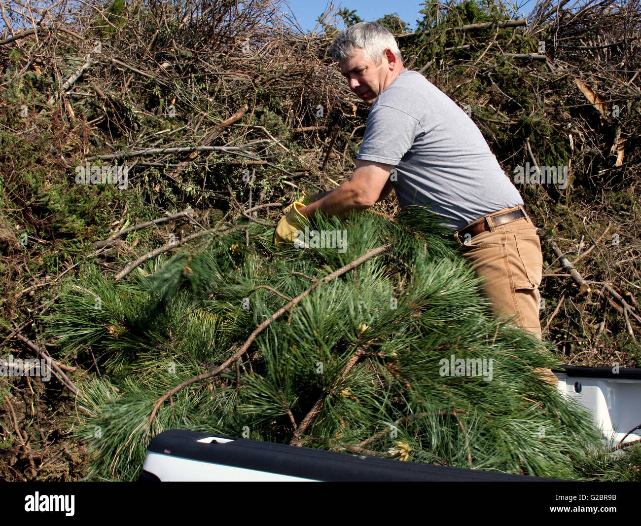 Unloading Branch yard worker unloading branches onto a huge brush pile Stock Photo - Alamy