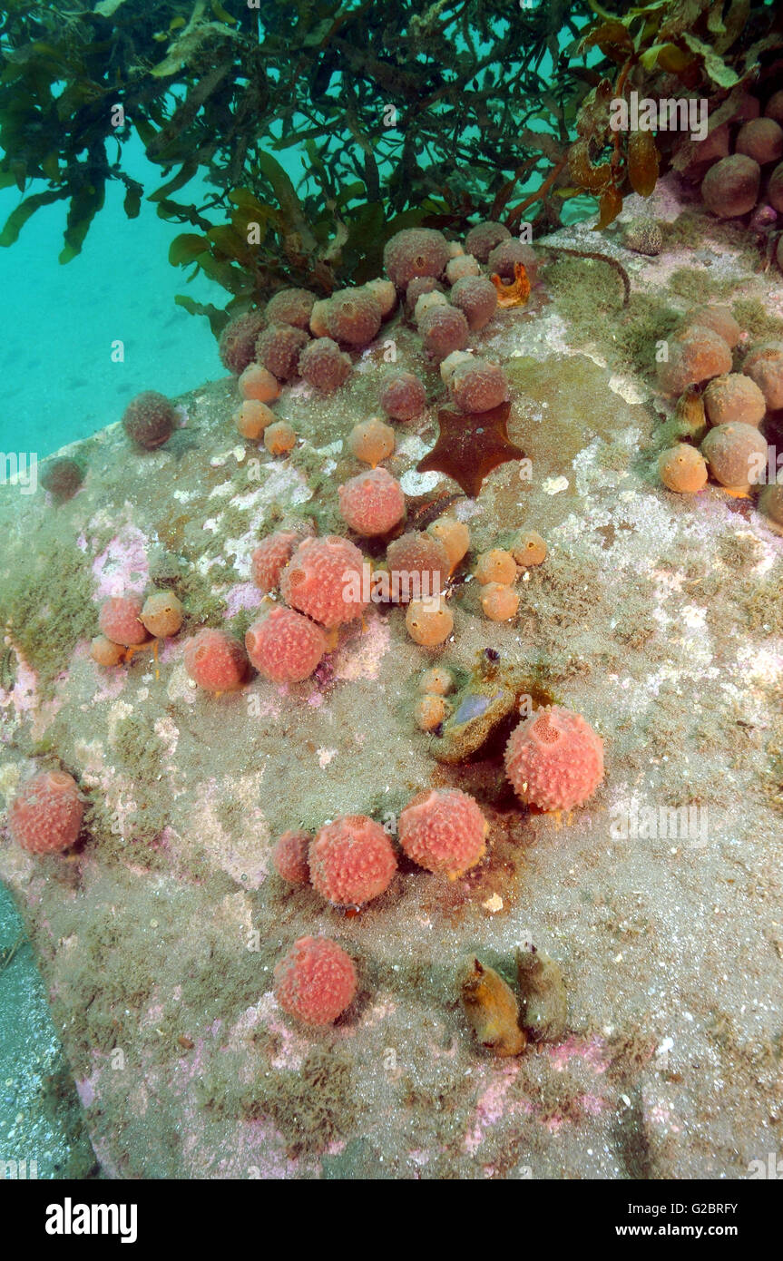 Underwater rock covered with sponges Stock Photo