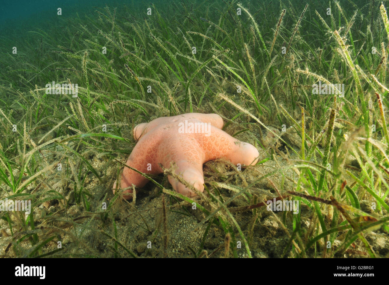 Pink sea star in sea grass Stock Photo