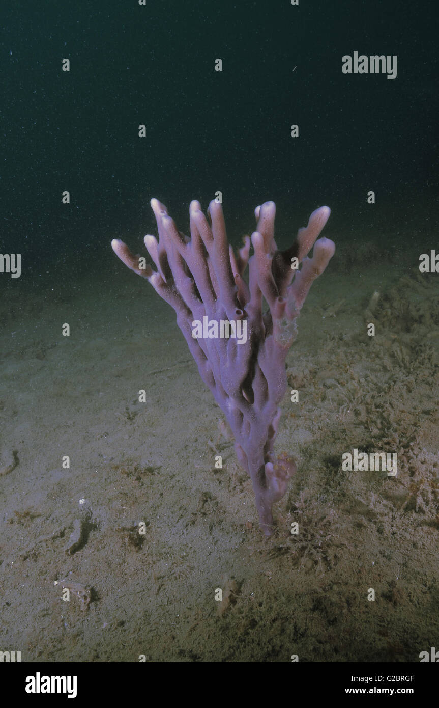 Sponge fingers hires stock photography and images Alamy