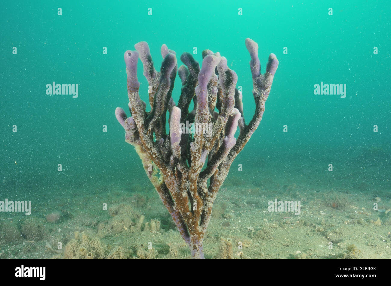 Purple finger sponge on flat bottom Stock Photo
