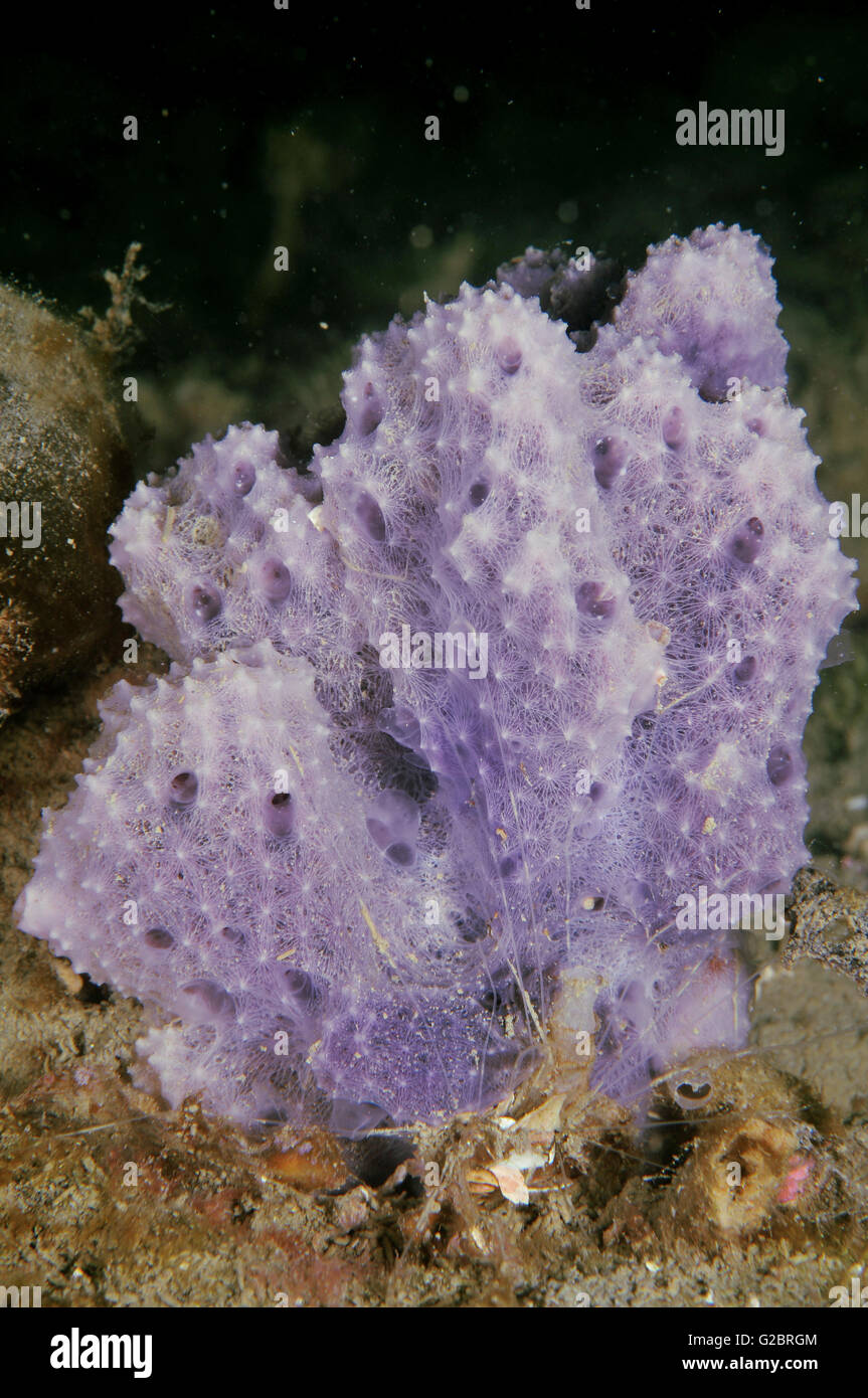 Purple sponge of unknown species Stock Photo