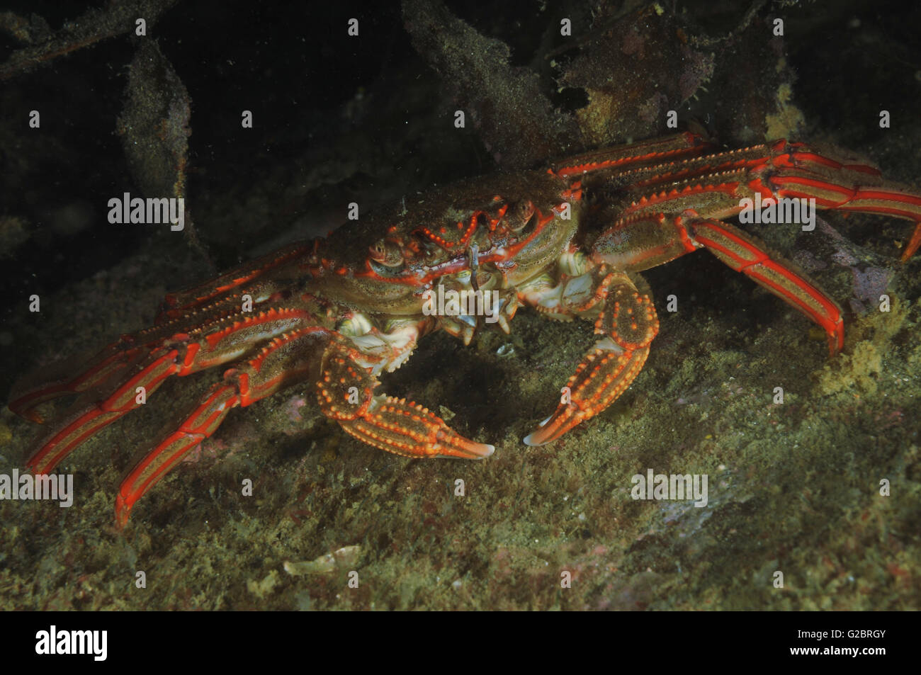 A portrait of red rock crab Stock Photo