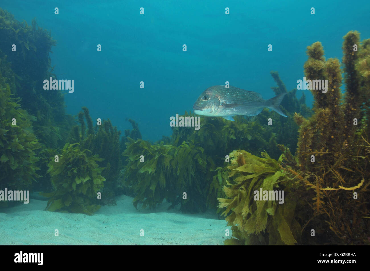 Australasian snapper among kelp Stock Photo