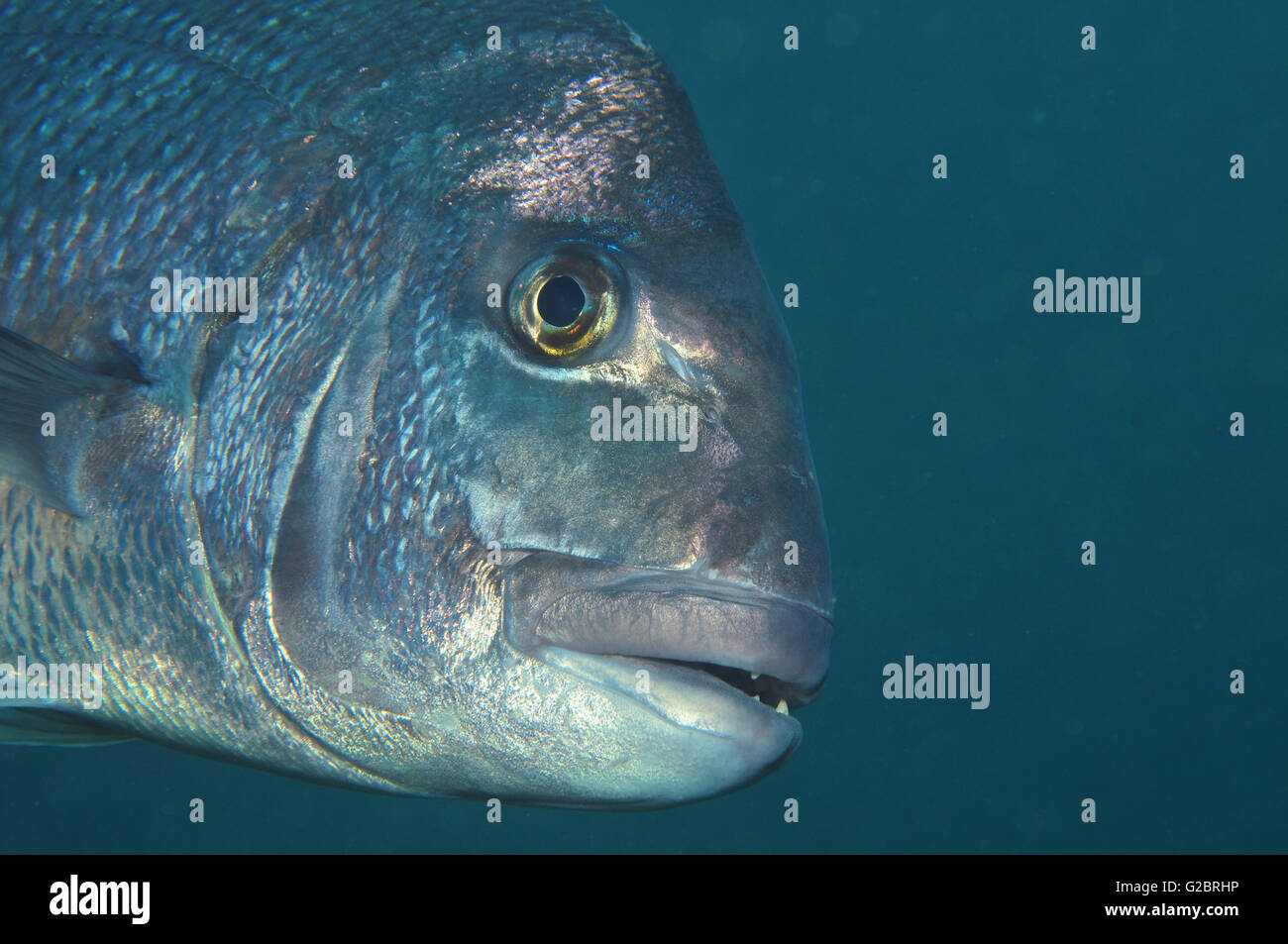 Australasian snapper Pagrus auratus Stock Photo