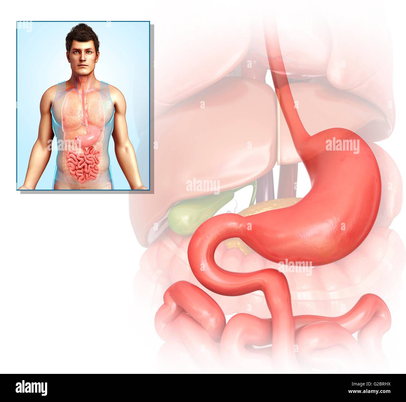 Human stomach, illustration. Stock Photo