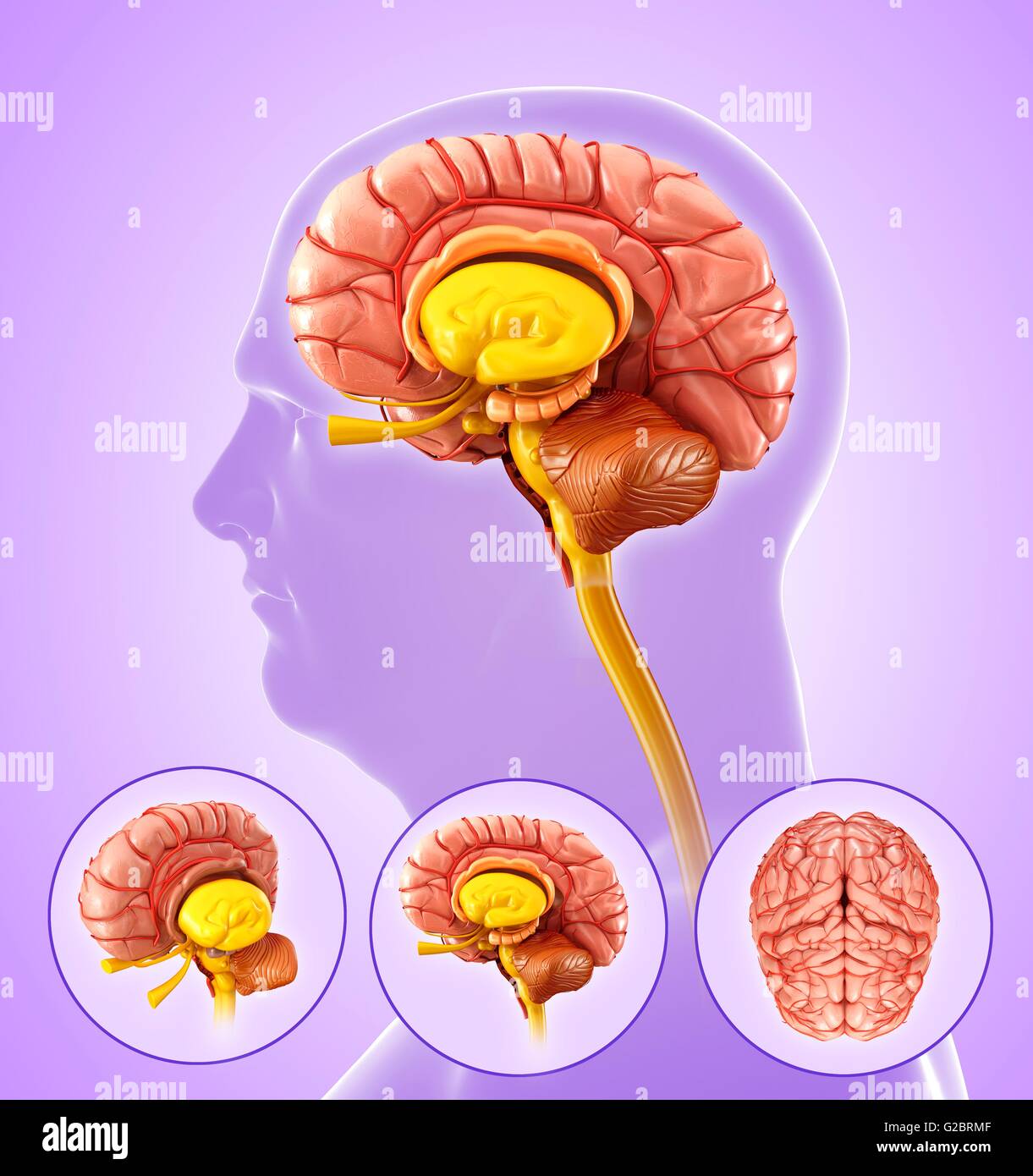 Human brain anatomy, illustration Stock Photo Alamy