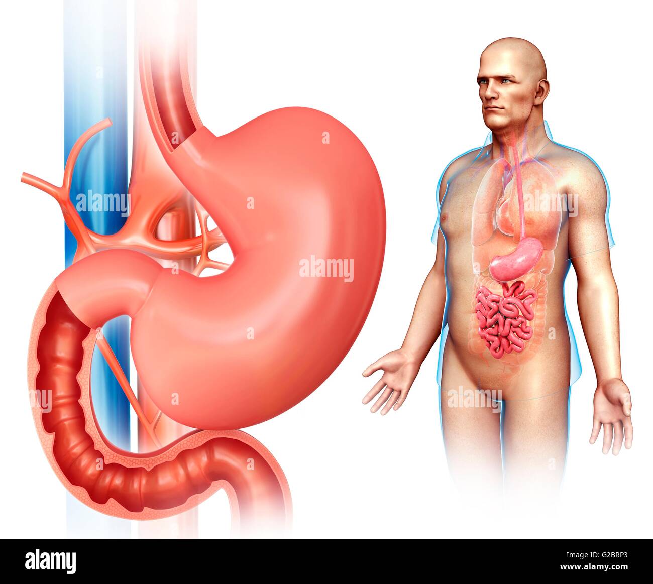 Human stomach, illustration. Stock Photo