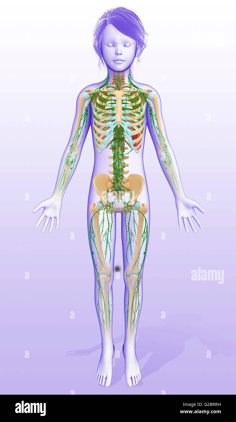 Human lymphatic system, illustration Stock Photo - Alamy