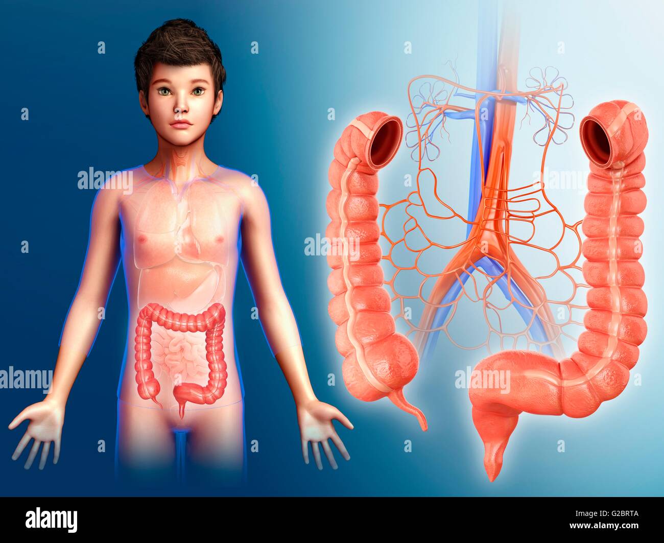 Large intestine of a child hires stock photography and images Alamy