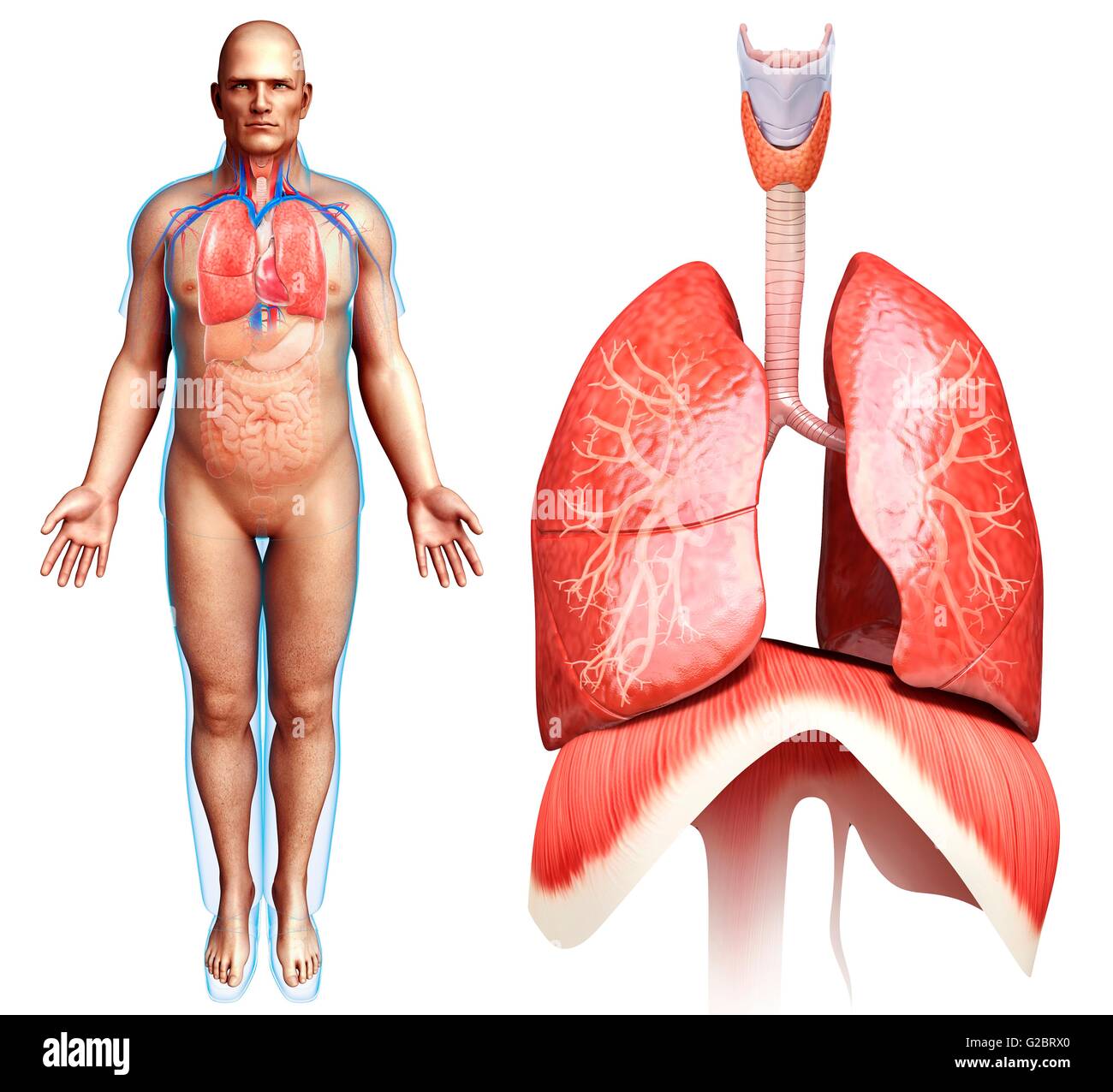 Human Respiratory System Illustration Stock Photo Alamy