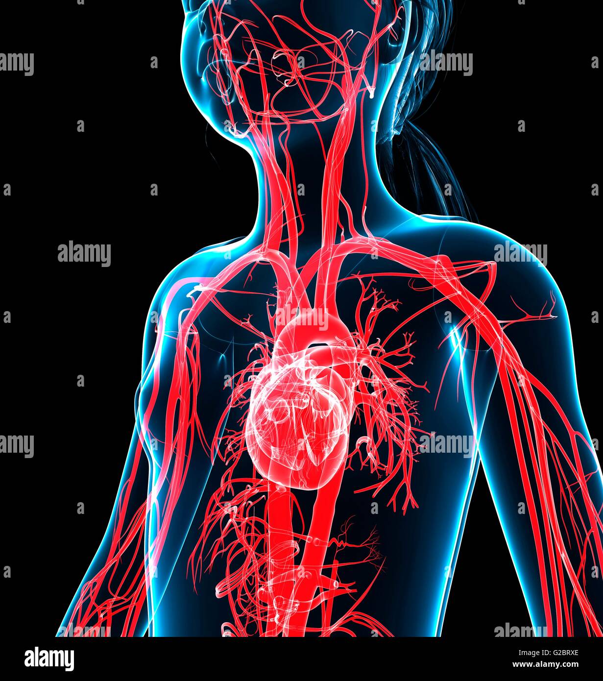 Human vascular system, illustration Stock Photo Alamy
