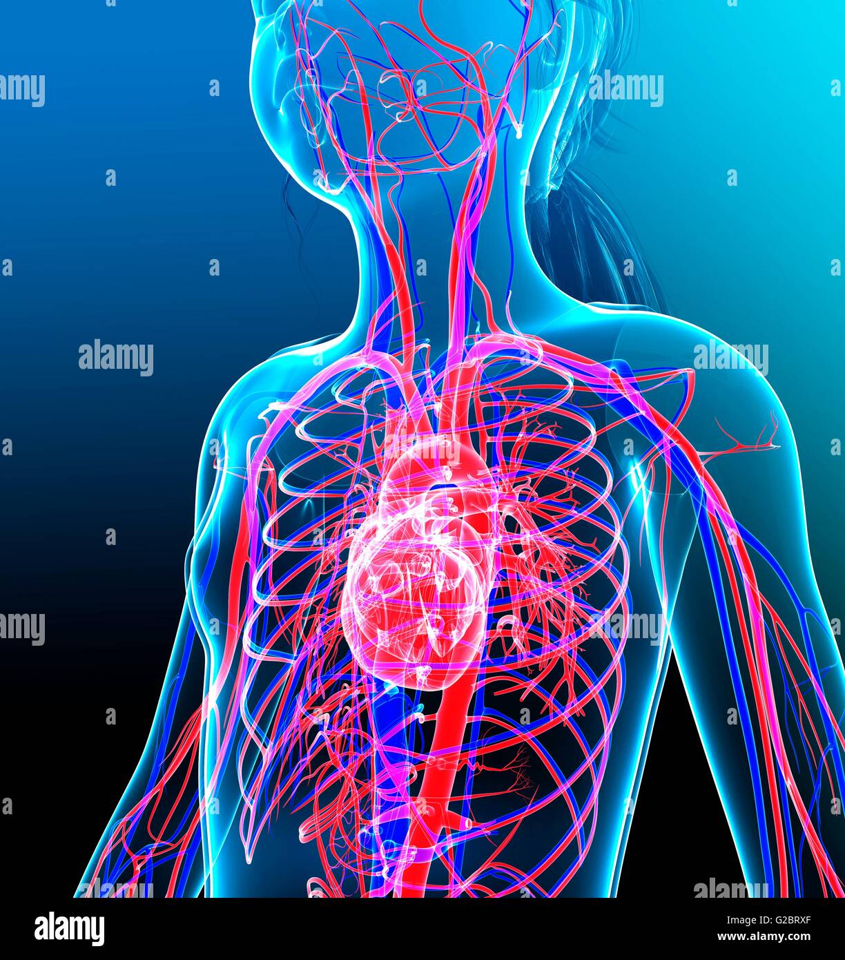 Anatomy Of The Cardiovascular System