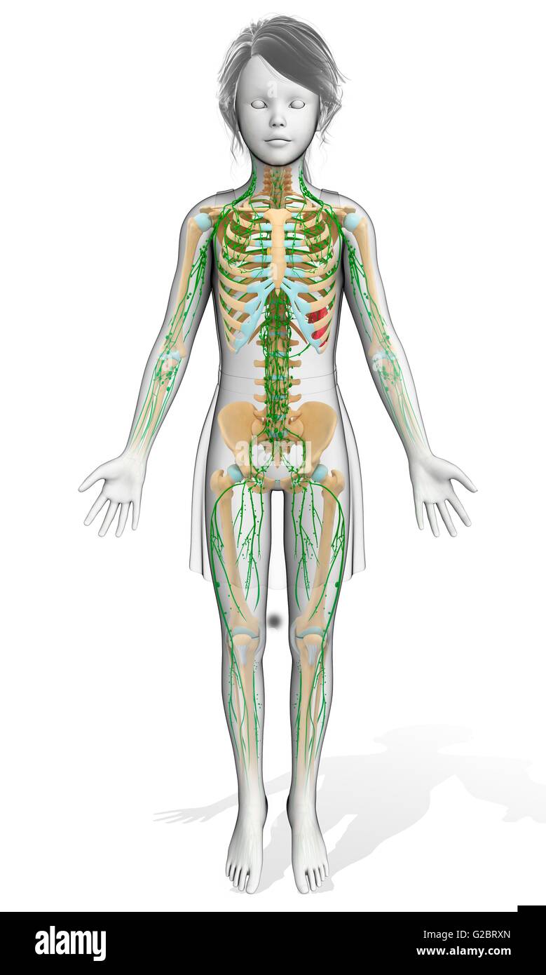 Human lymphatic system, illustration Stock Photo - Alamy