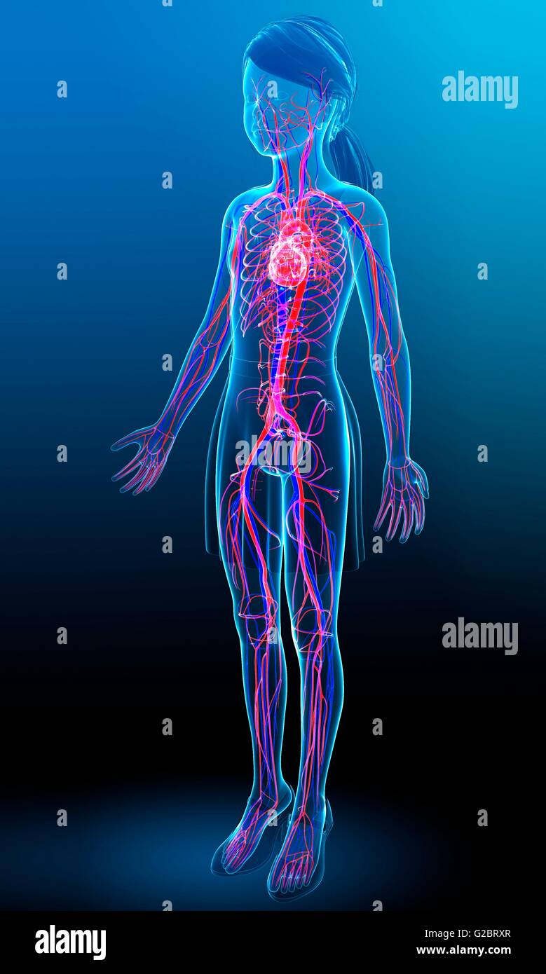 Human cardiovascular system, illustration Stock Photo - Alamy