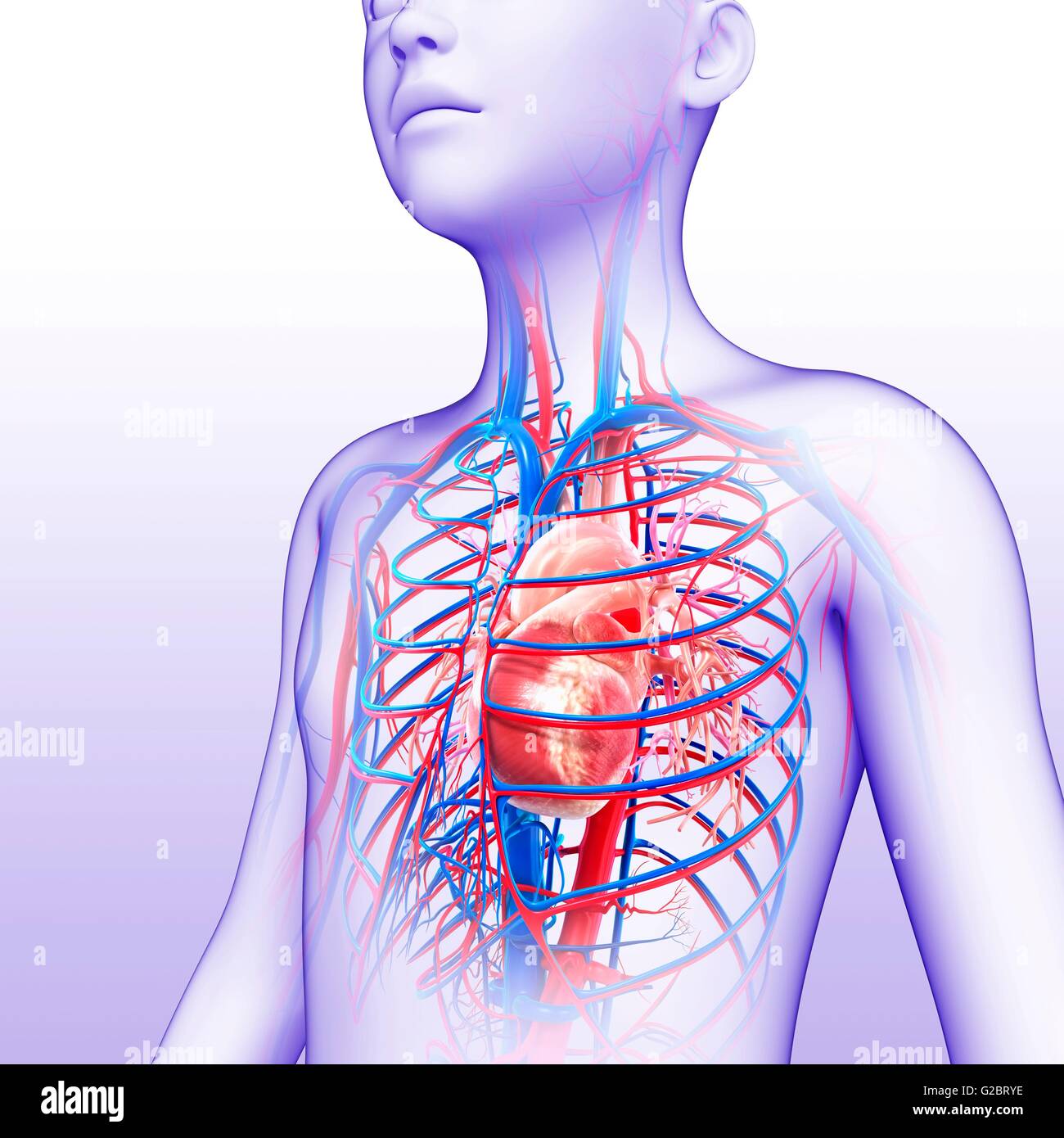 Human heart, illustration Stock Photo - Alamy