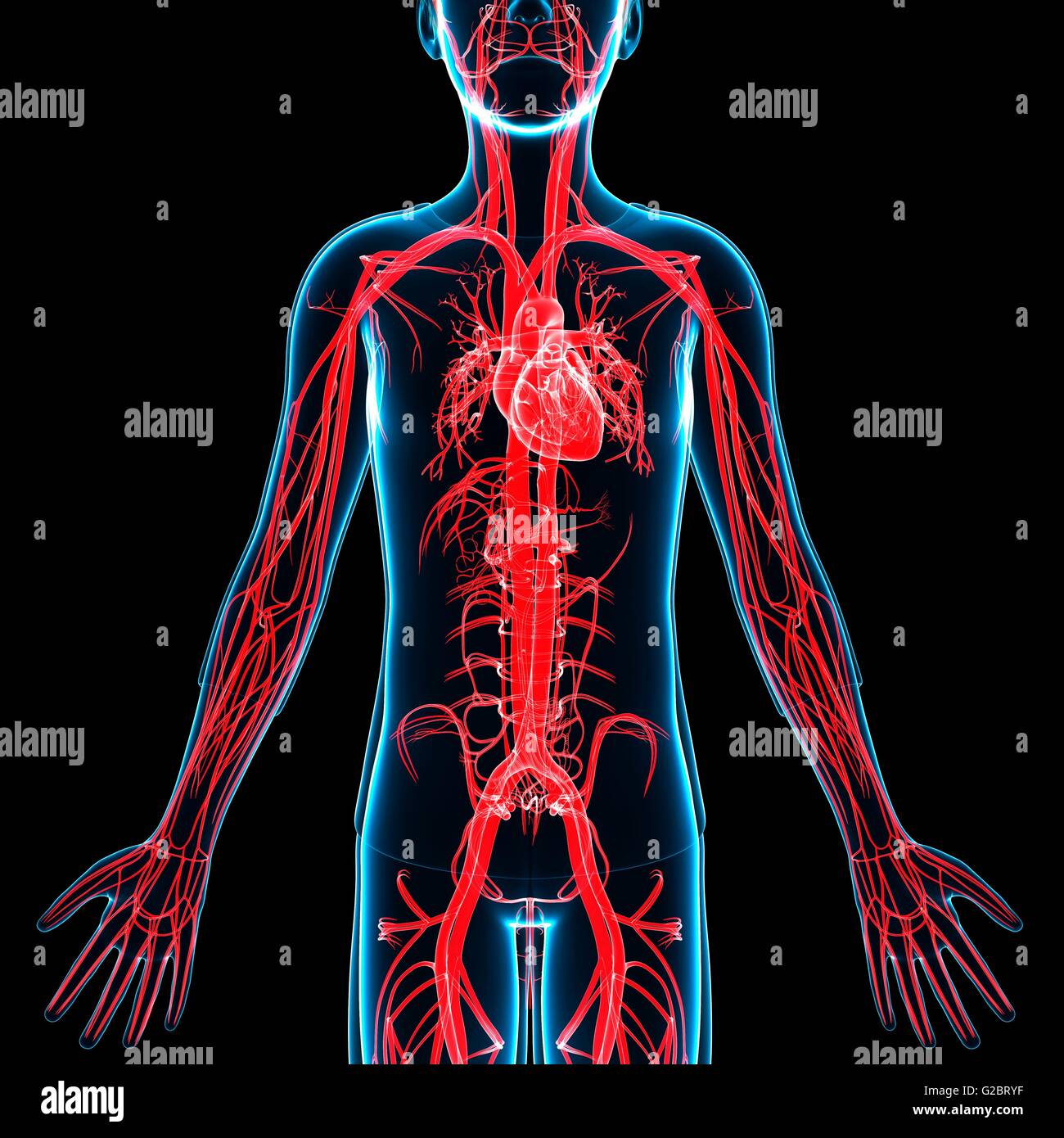 Human Vascular System Illustration Stock Photo Alamy human-vascular-system-illustration-stock-photo-alamy