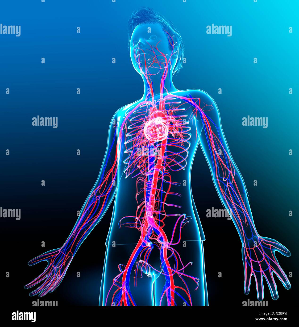 Human Cardiovascular System Illustration Stock Photo Alamy Human Cardiovascular System Illustration Stock Photo Alamy