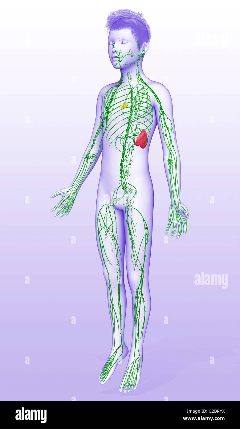 Human lymphatic system, illustration Stock Photo - Alamy