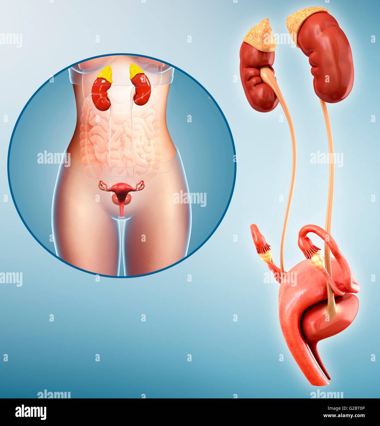 Female reproductive system, illustration. Stock Photo