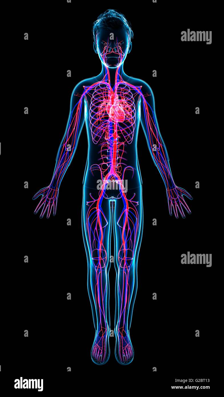 Human cardiovascular system, illustration Stock Photo - Alamy