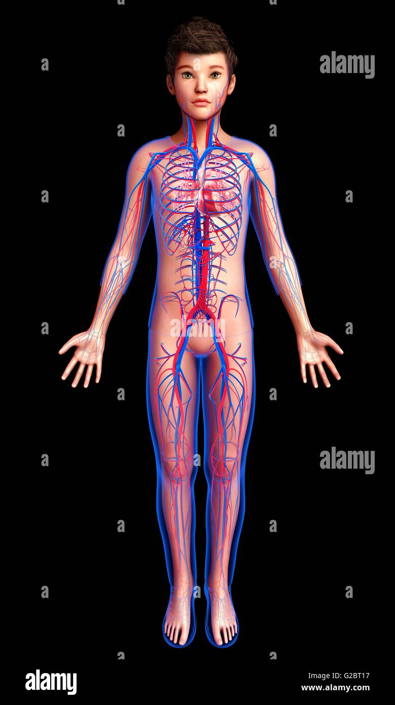 Human cardiovascular system, illustration Stock Photo - Alamy